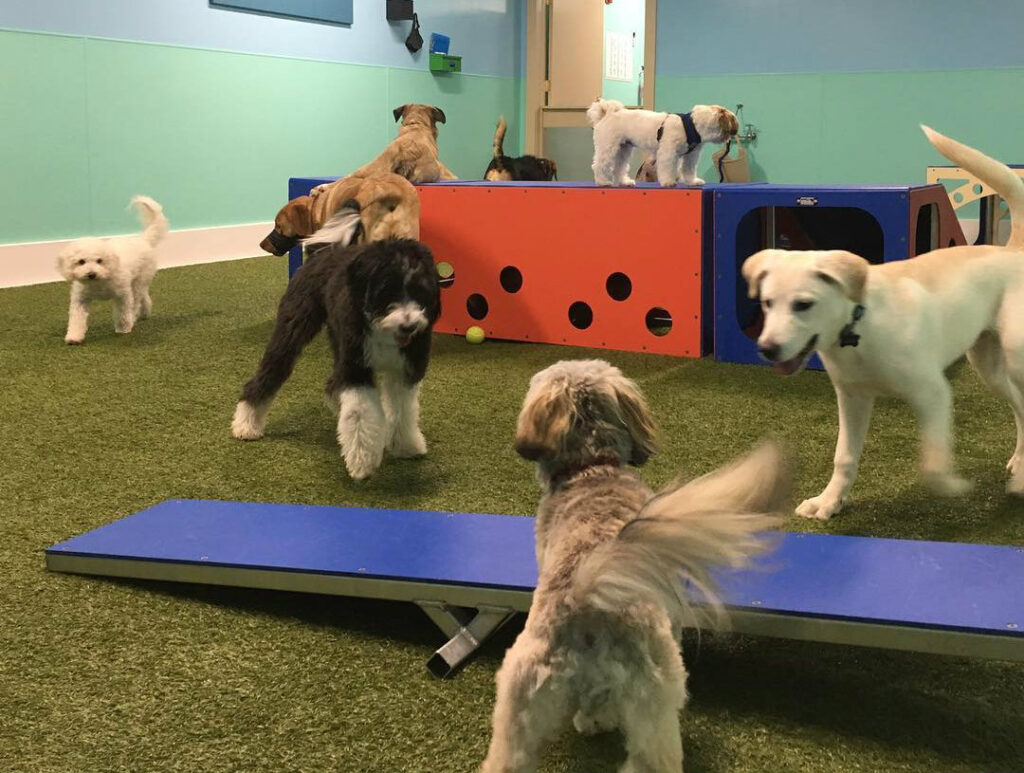 K9Grass: The Ultimate Pet Surface